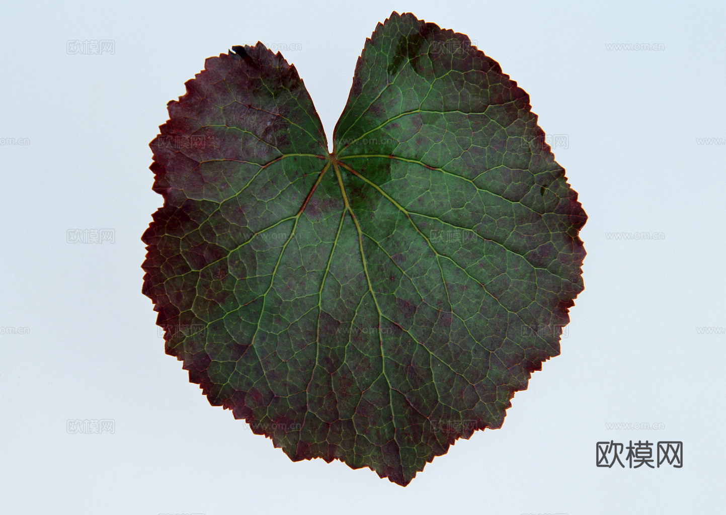 植物树叶 叶子  叶片纹理 绿叶 黄叶 红叶 绿植下载