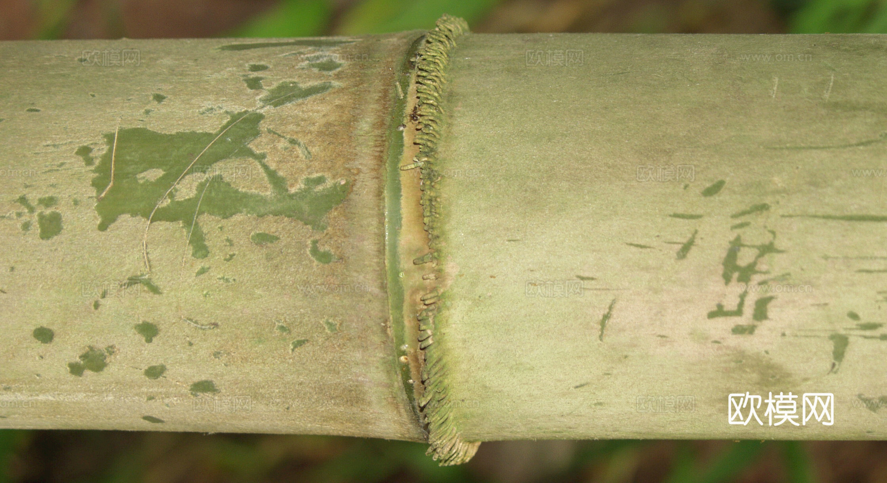 竹子 竹干 竹排 竹筏 竹编