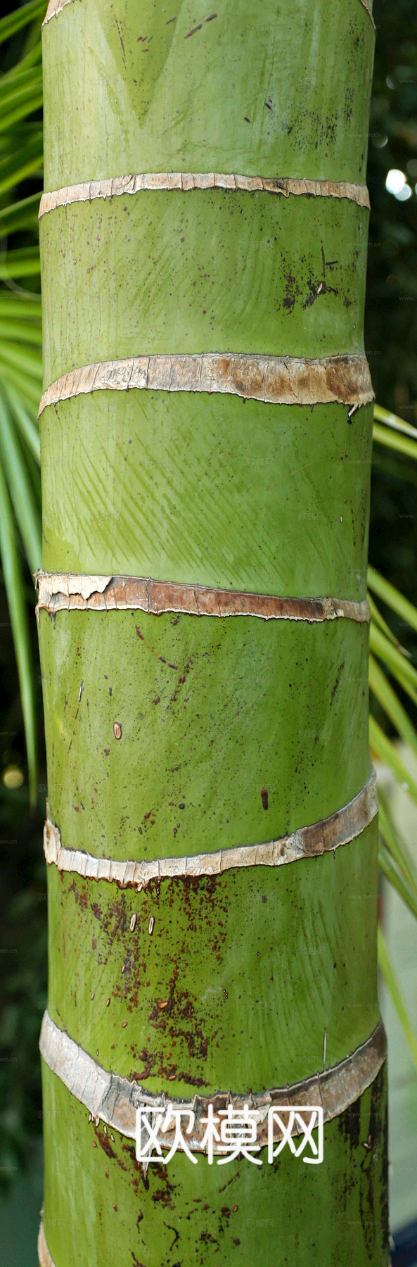 竹子 竹干 竹排 竹筏