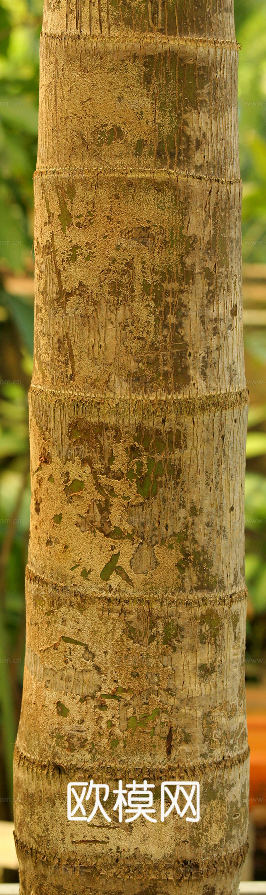 竹子 竹干 竹排 竹筏