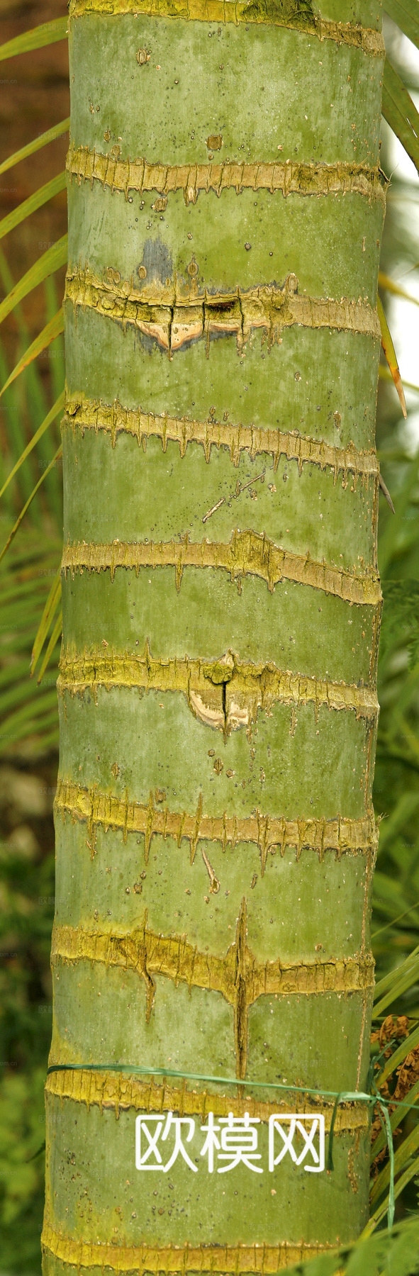 竹子 竹干 竹排 竹筏 竹编