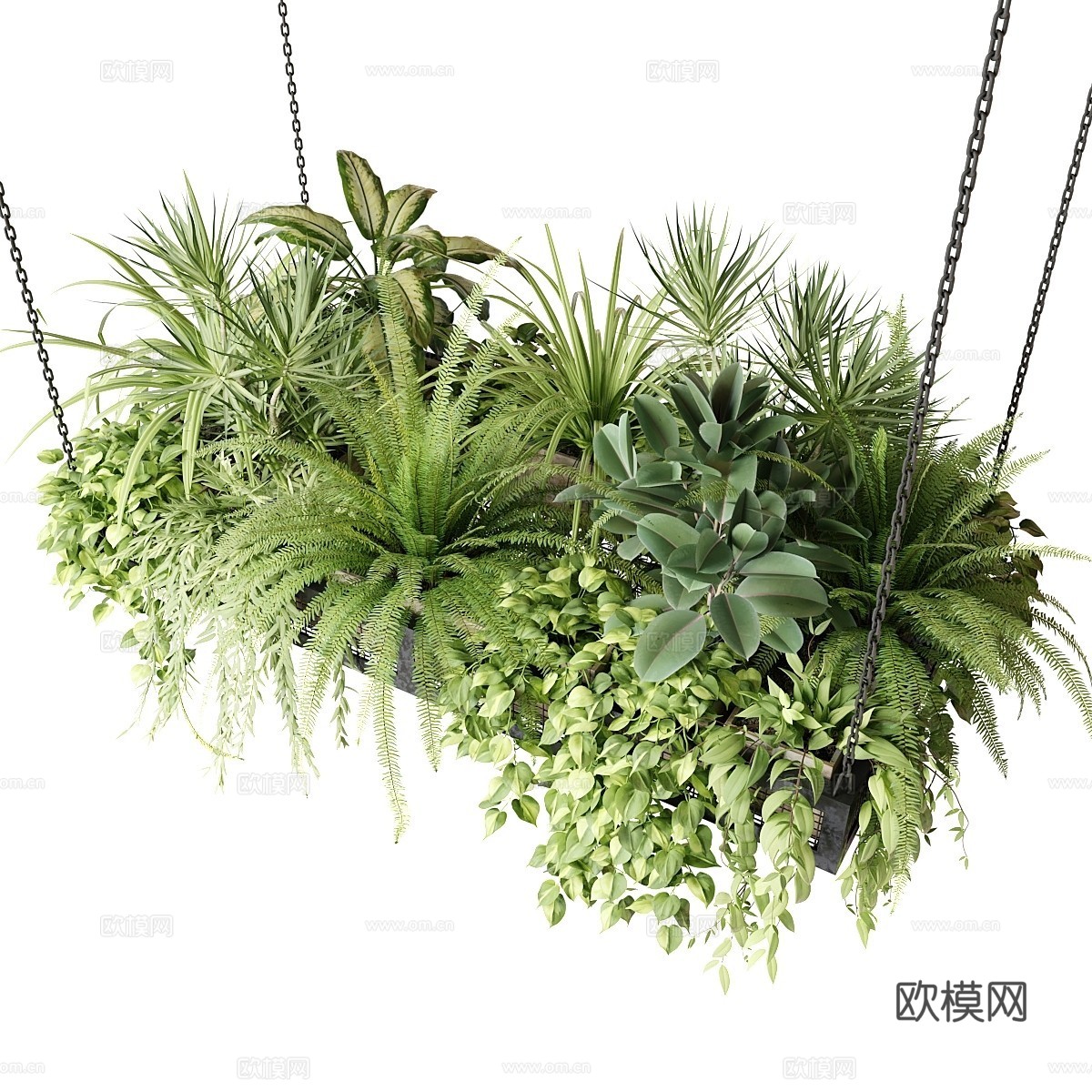 现代悬挂绿植 植物架  安佩尔植物3d模型下载（渲染图3）