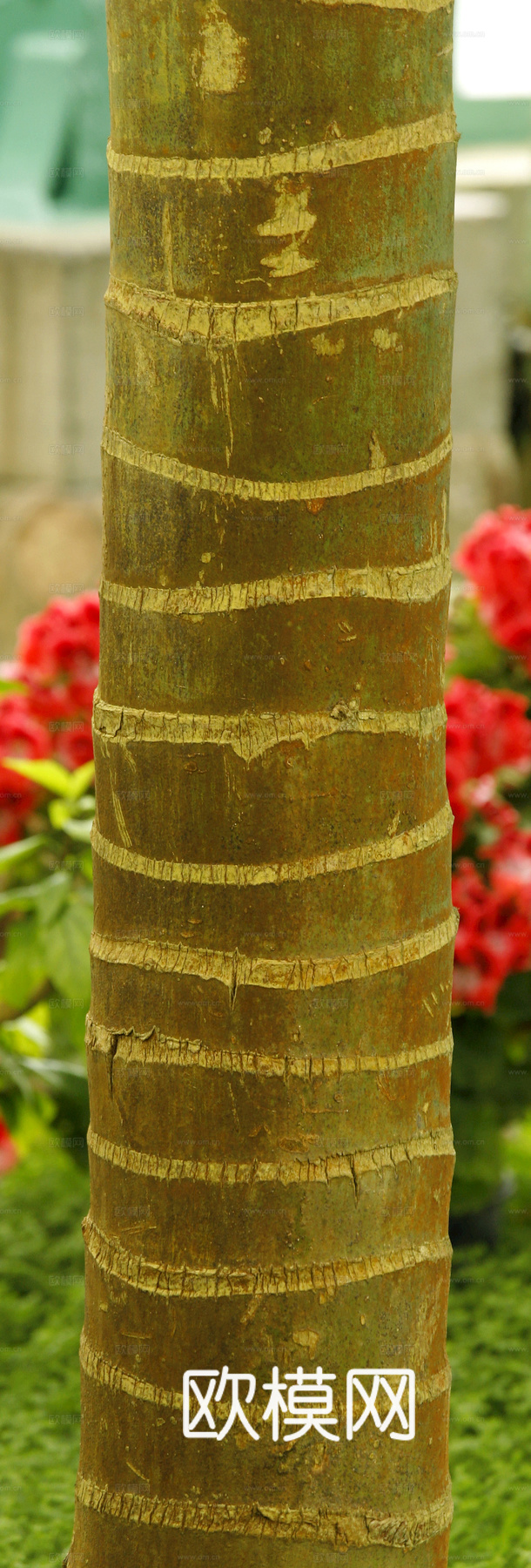 竹子 竹干 竹排 竹筏