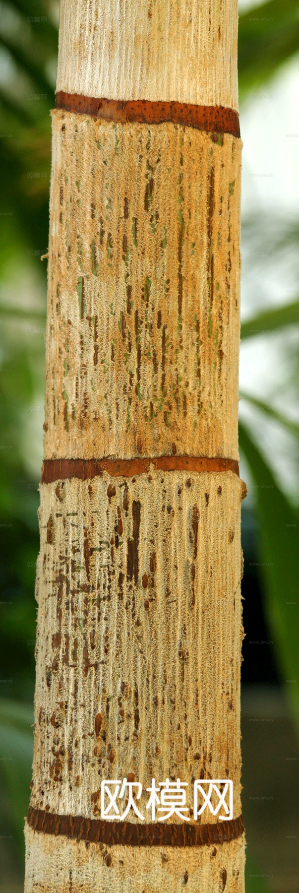 竹子 竹干 竹排 竹筏