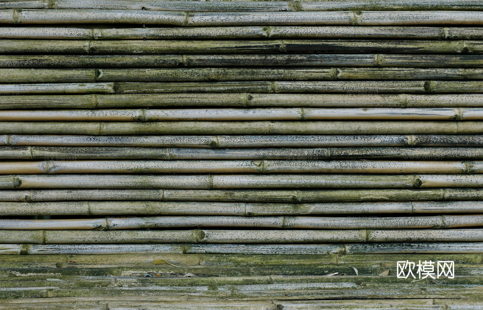 竹子 竹干 竹排 竹筏