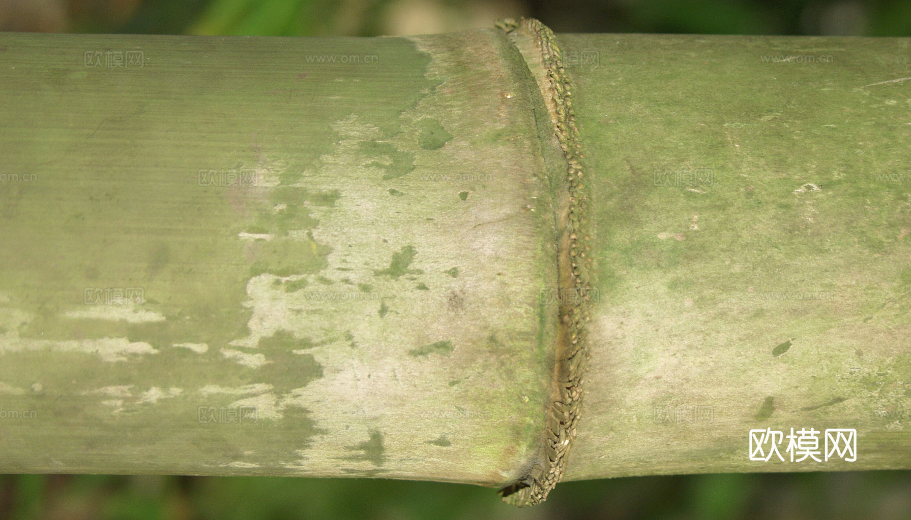 竹子 竹干 竹排 竹筏 竹编