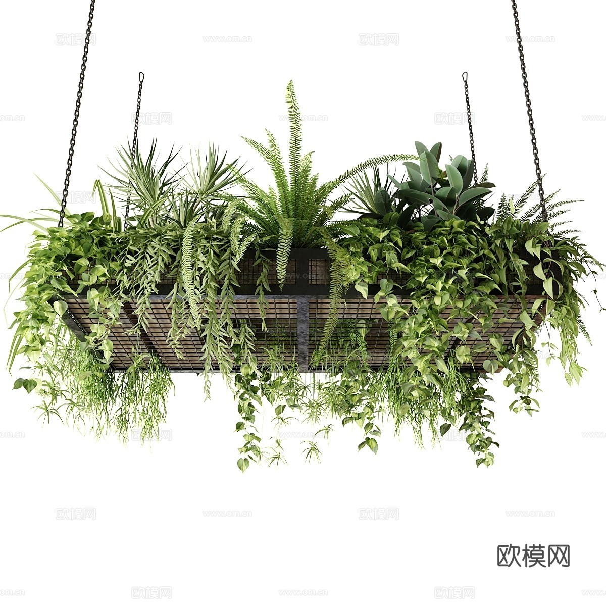 现代悬挂绿植 植物架  安佩尔植物3d模型下载（渲染图1）
