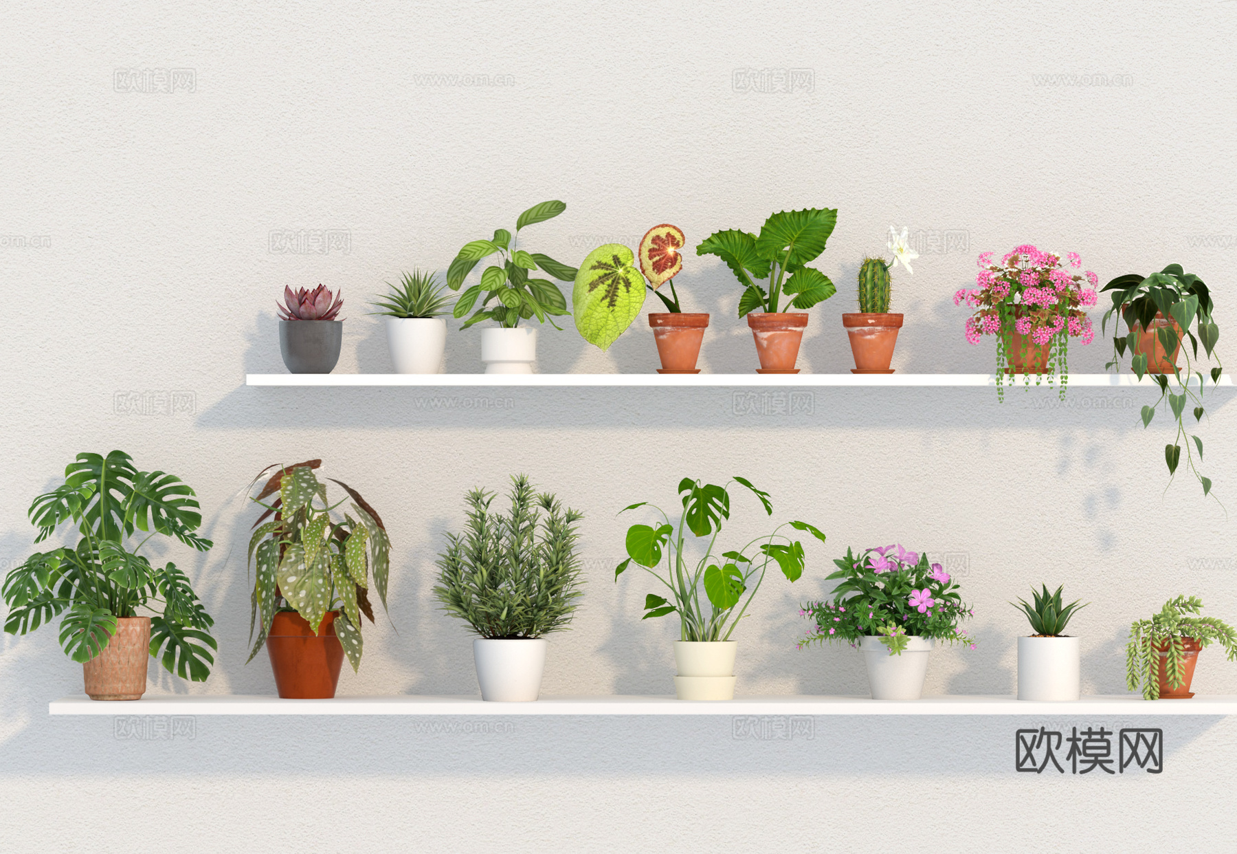 绿植 植物 多肉 盆栽 小绿植免费3d模型