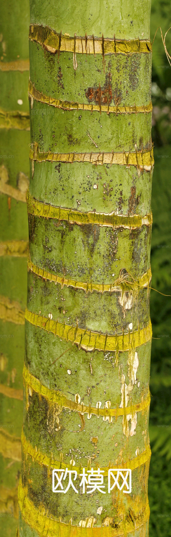 竹子 竹干 竹排 竹筏 竹编