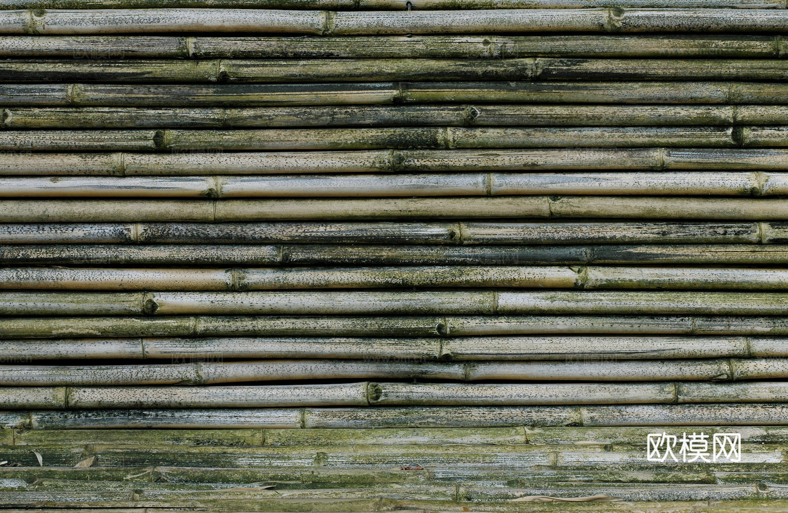 竹子 竹干 竹排 竹筏