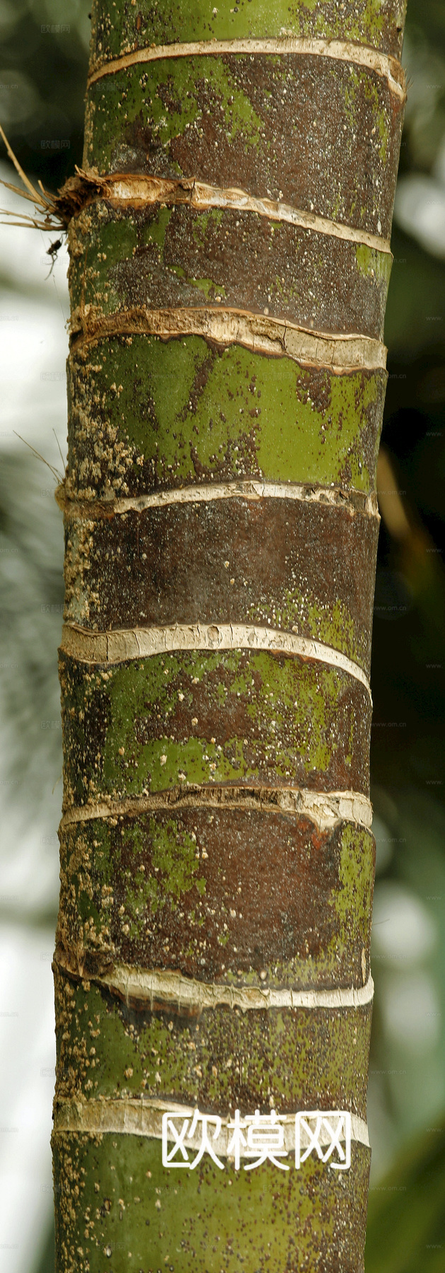 竹子 竹干 竹排 竹筏 竹编