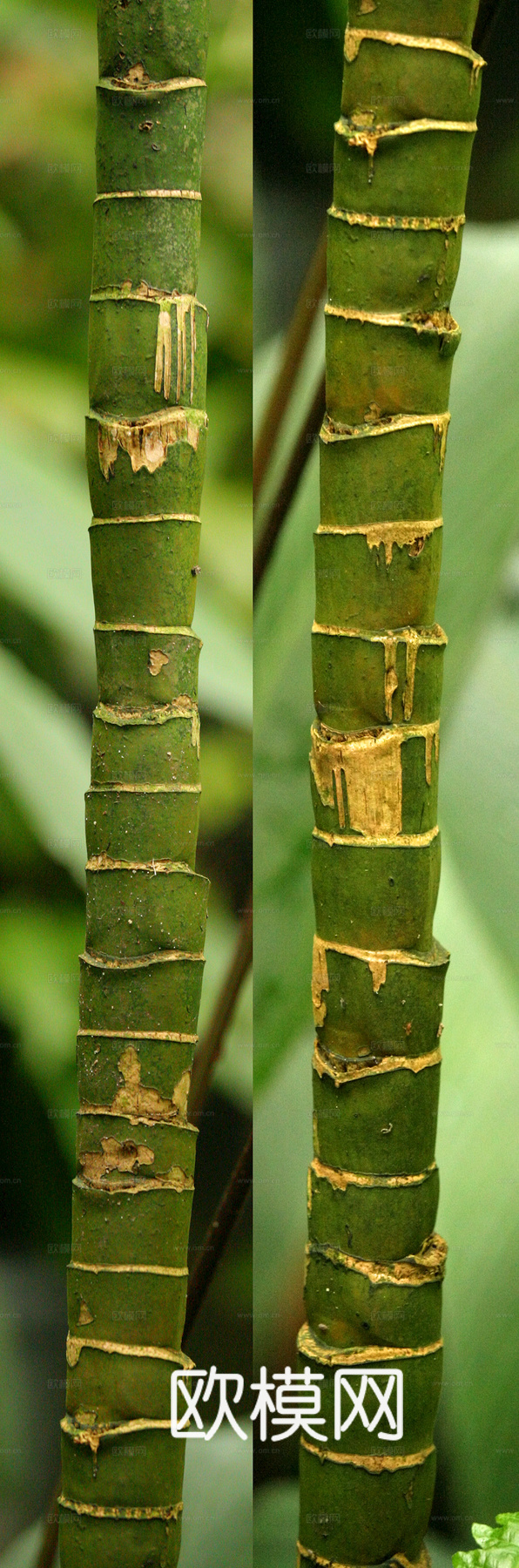 竹子 竹干 竹排 竹筏