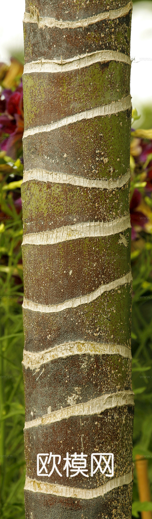 竹子 竹干 竹排 竹筏