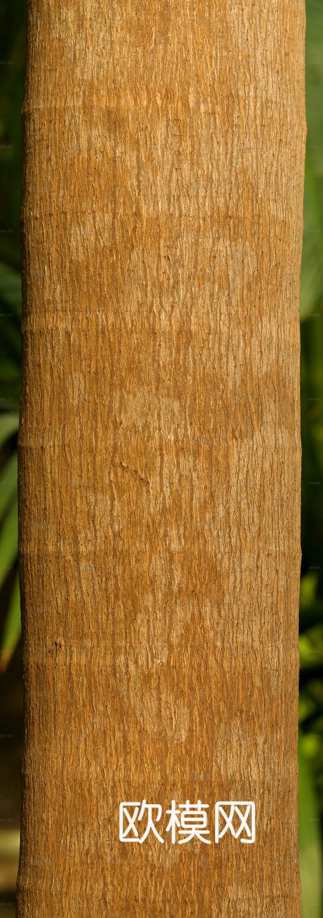 树皮 树干 木头 残旧木纹 木材 木柴 树枝 木柴 树根下载