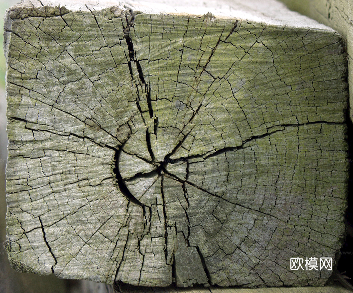 树木 年轮 木桩 树干 木头 残旧木纹 木材  干木柴 树根下载