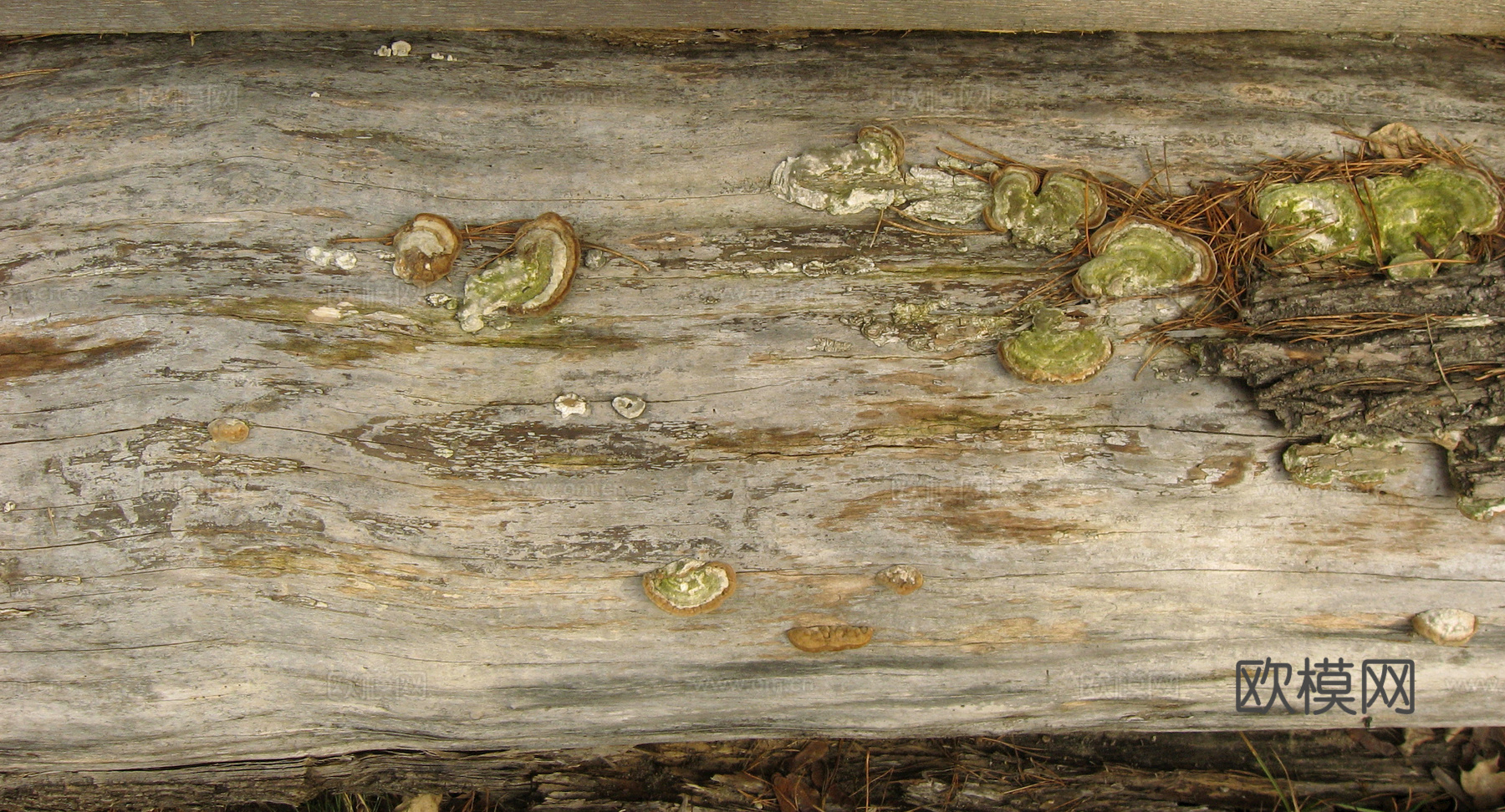 树皮 树干 木头 残旧木纹 木材 木柴 树枝下载