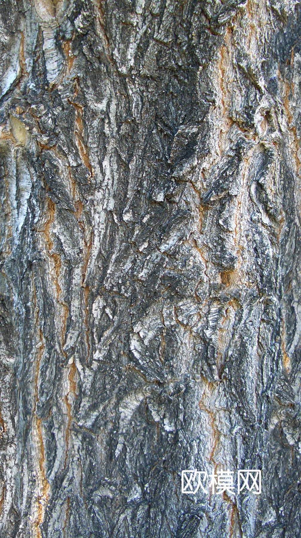 树皮 树干 木头 残旧木纹 木材 木柴 树枝