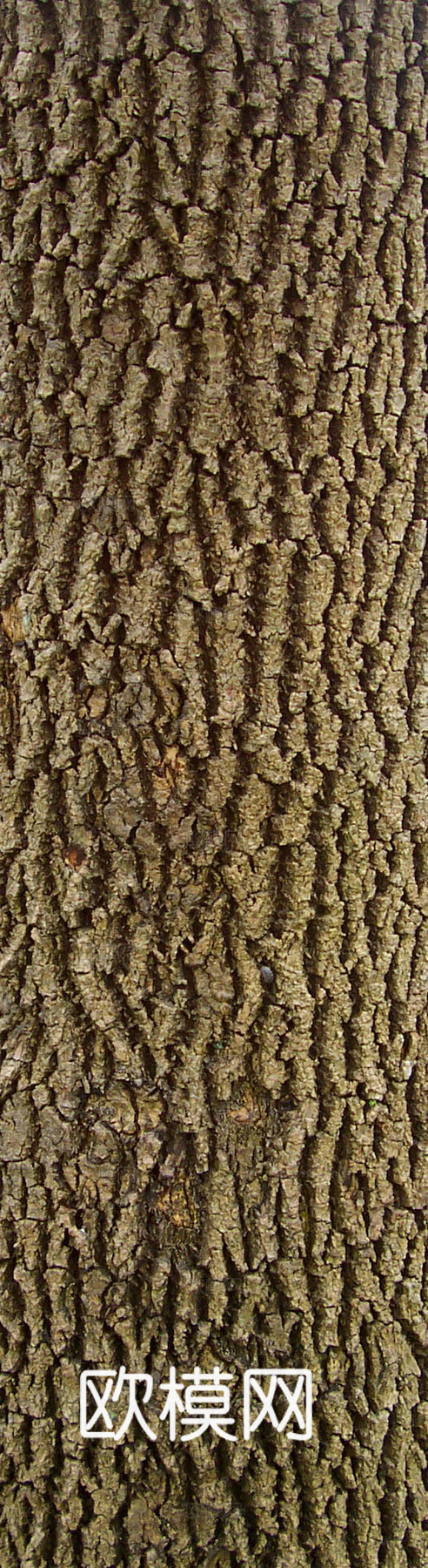 树皮 树干 木头 残旧木纹 木材 木柴 树枝