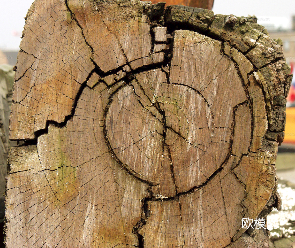 树木 年轮 木桩 树干 木头 残旧木纹 木材  干木柴 树根下载