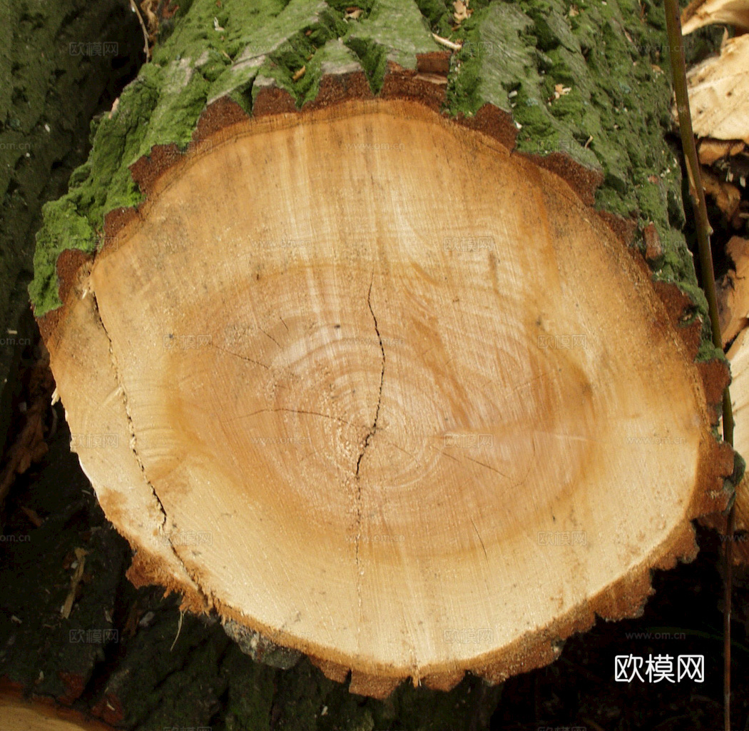 树木 年轮 木桩 树干 木头 残旧木纹 木材  干木柴 树根下载