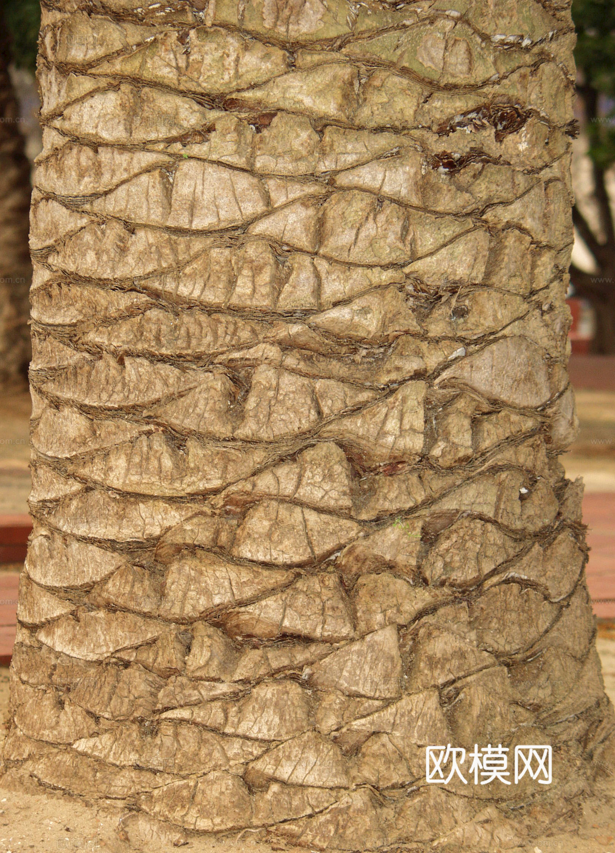 树皮 树干 木头 残旧木纹 木材 木柴 树枝 木柴 树根下载