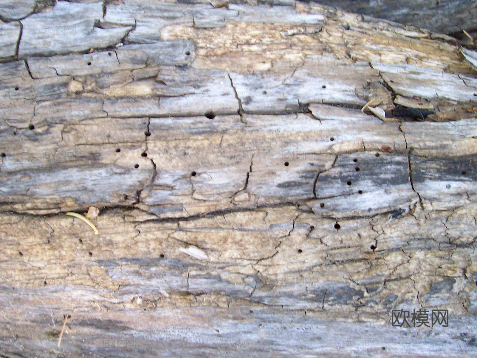 树皮 树干 木头 残旧木纹 木材 木柴 树枝