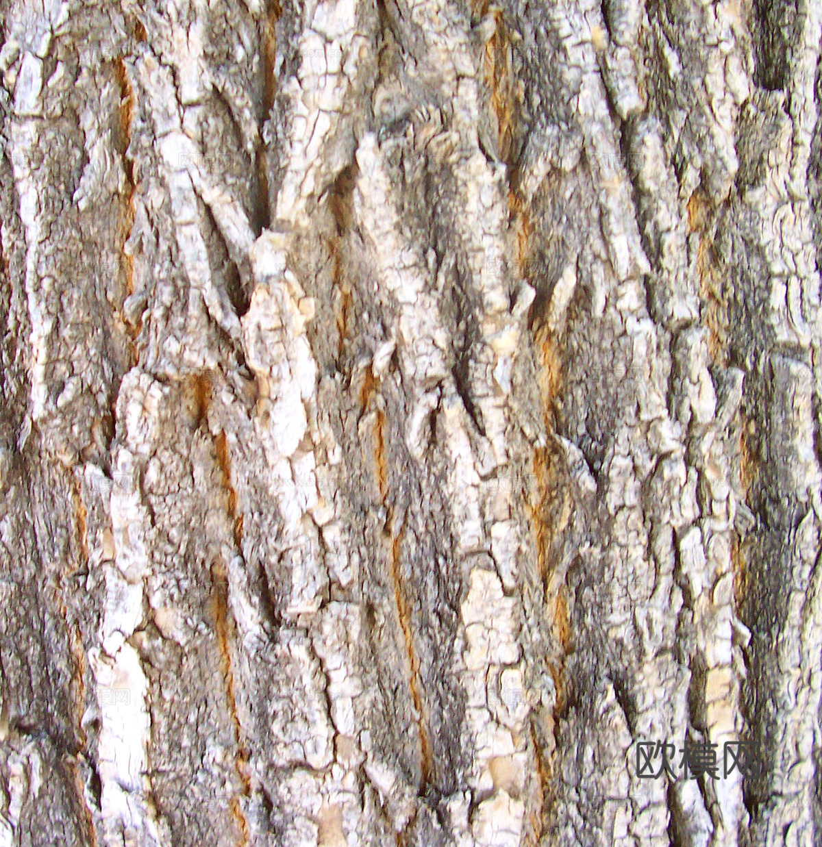树皮 树干 木头 残旧木纹 木材 木柴 树枝下载