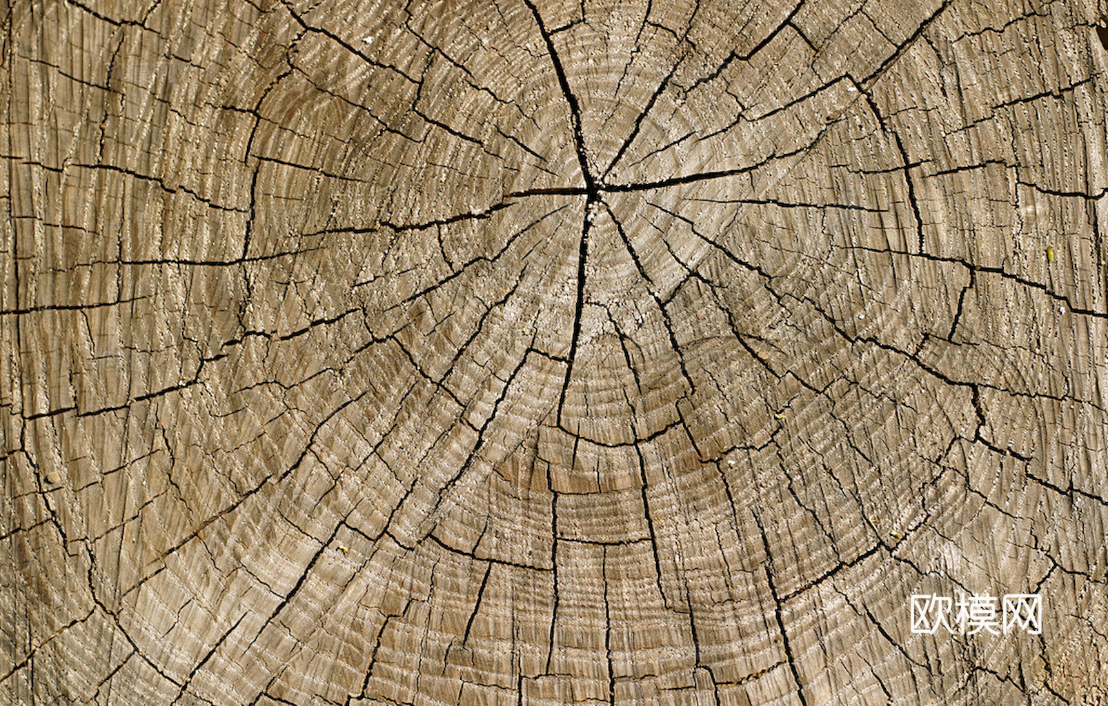 树木 年轮 木桩 树干 木头 残旧木纹 木材  干木柴 树根