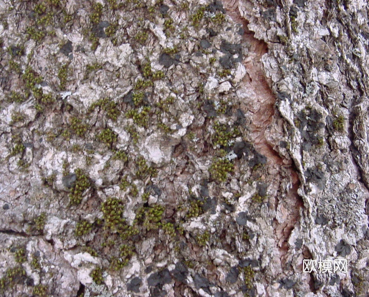 树皮 树干 木头 残旧木纹 木材 木柴 树枝下载