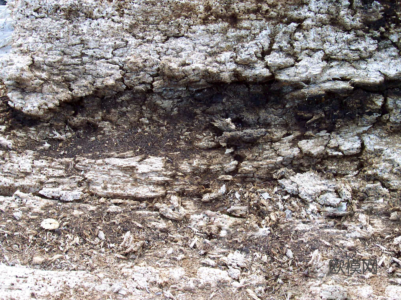 树皮 树干 木头 残旧木纹 木材 木柴 树枝