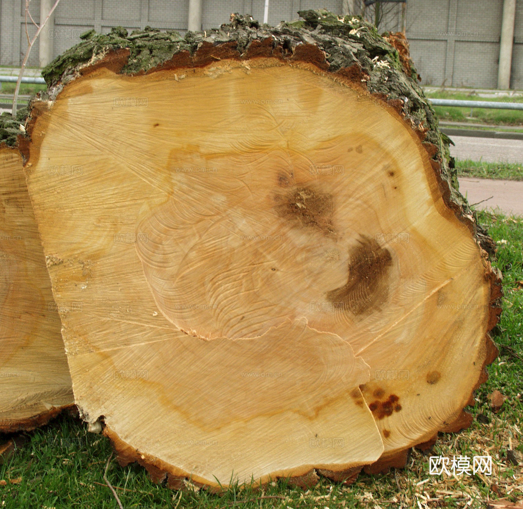 树木 年轮 木桩 树干 木头 残旧木纹 木材  干木柴 树根下载