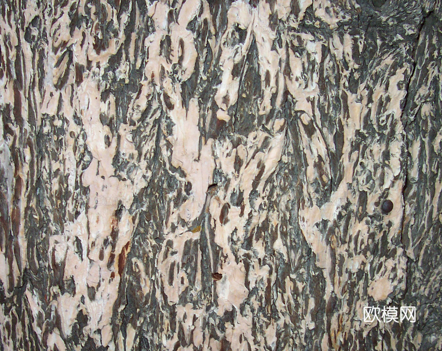 树皮 树干 木头 残旧木纹 木材 木柴 树枝下载