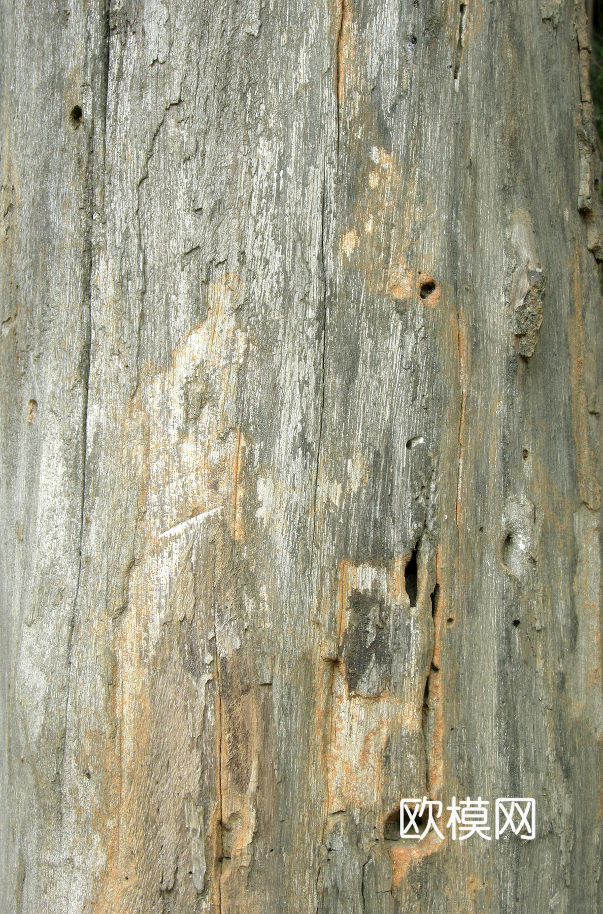 树皮 树干 木头 残旧木纹 木材 木柴 树枝下载