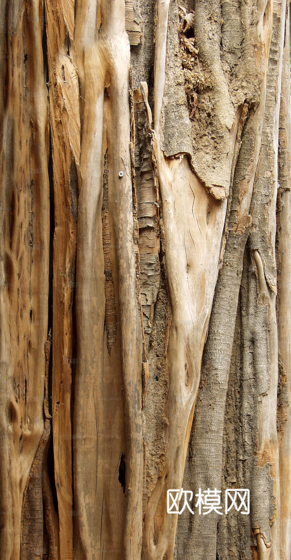 树皮 树干 木头 残旧木纹 木材 木柴 树枝 木柴 树根下载