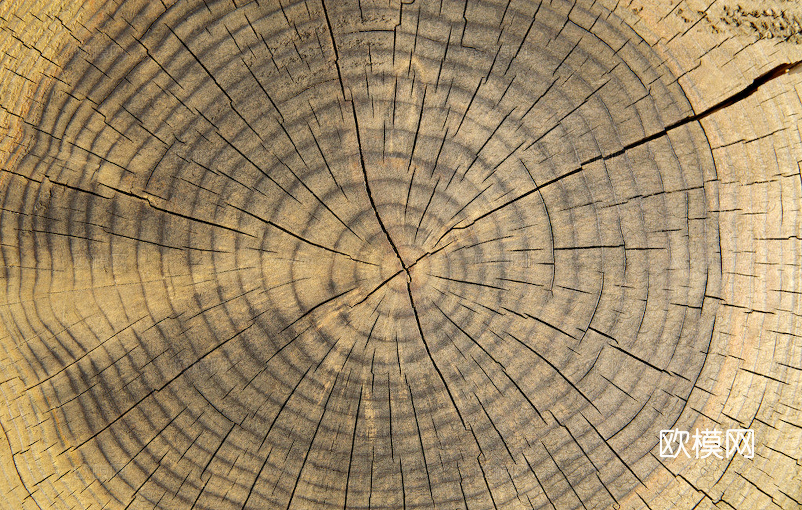 树木 年轮 木桩 树干 木头 残旧木纹 木材  干木柴 树根