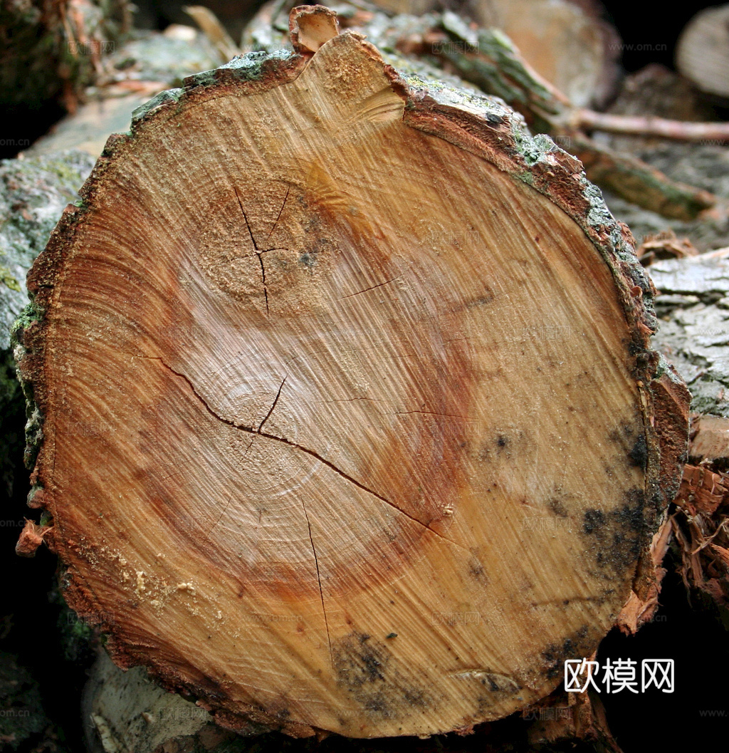 树木 年轮 木桩 树干 木头 残旧木纹 木材  干木柴 树根下载