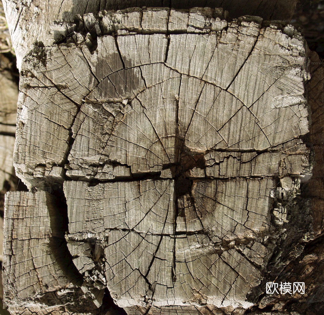 树木 年轮 木桩 树干 木头 残旧木纹 木材  干木柴 树根下载