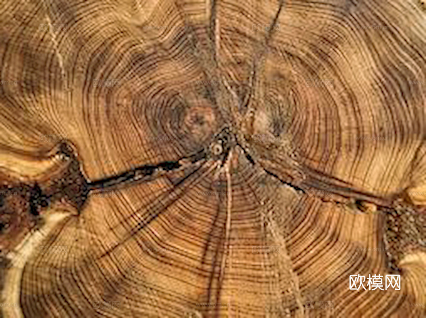 树木 年轮 木桩 树干 木头 残旧木纹 木材  干木柴 树根下载