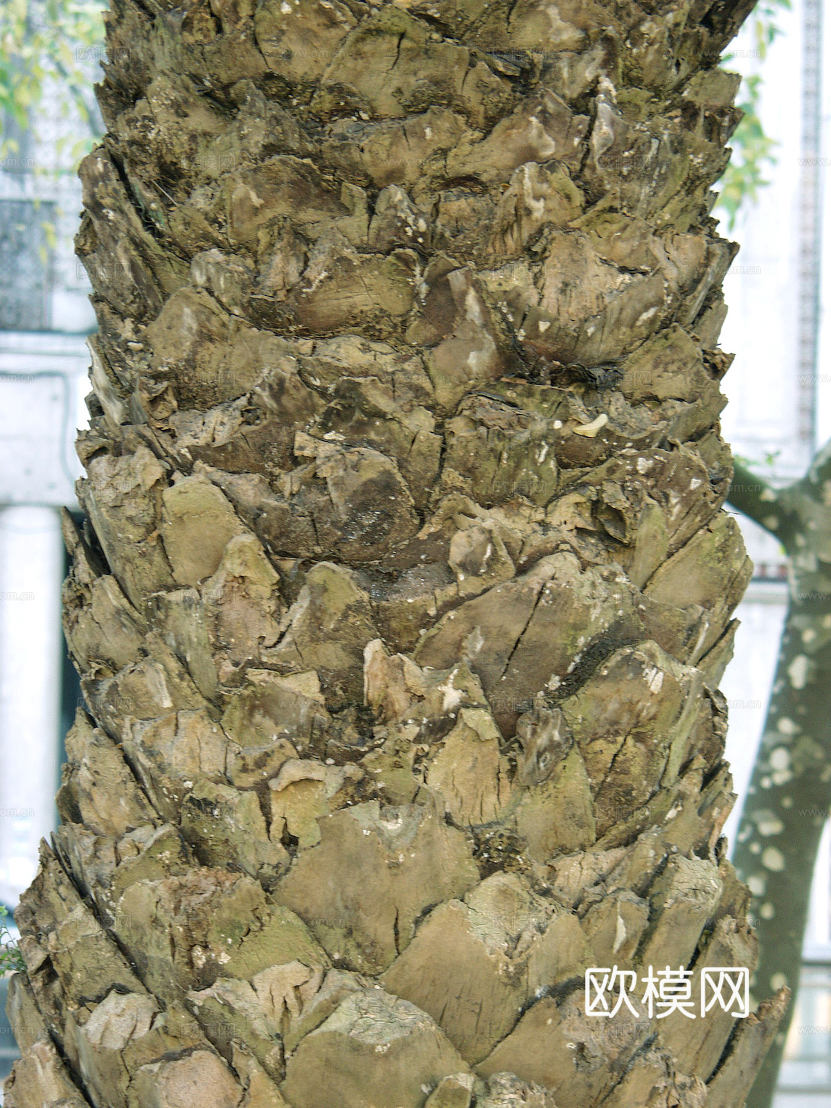 树皮 树干 木头 残旧木纹 木材 木柴 树枝 木柴 树根下载