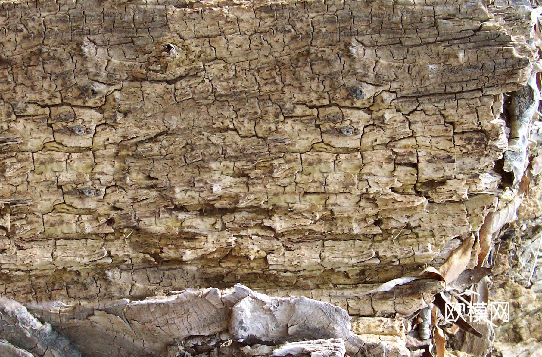 树皮 树干 木头 残旧木纹 木材 木柴 树枝下载