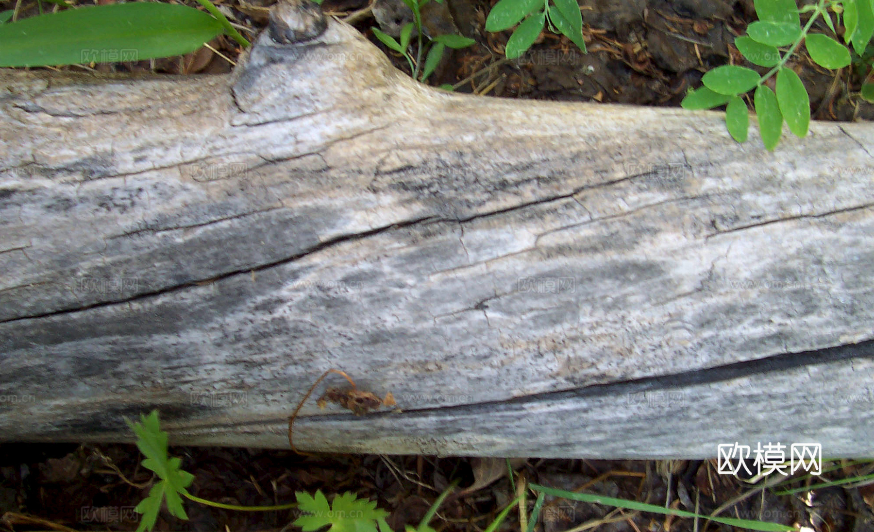 树皮 树干 木头 残旧木纹 木材 木柴 树枝下载