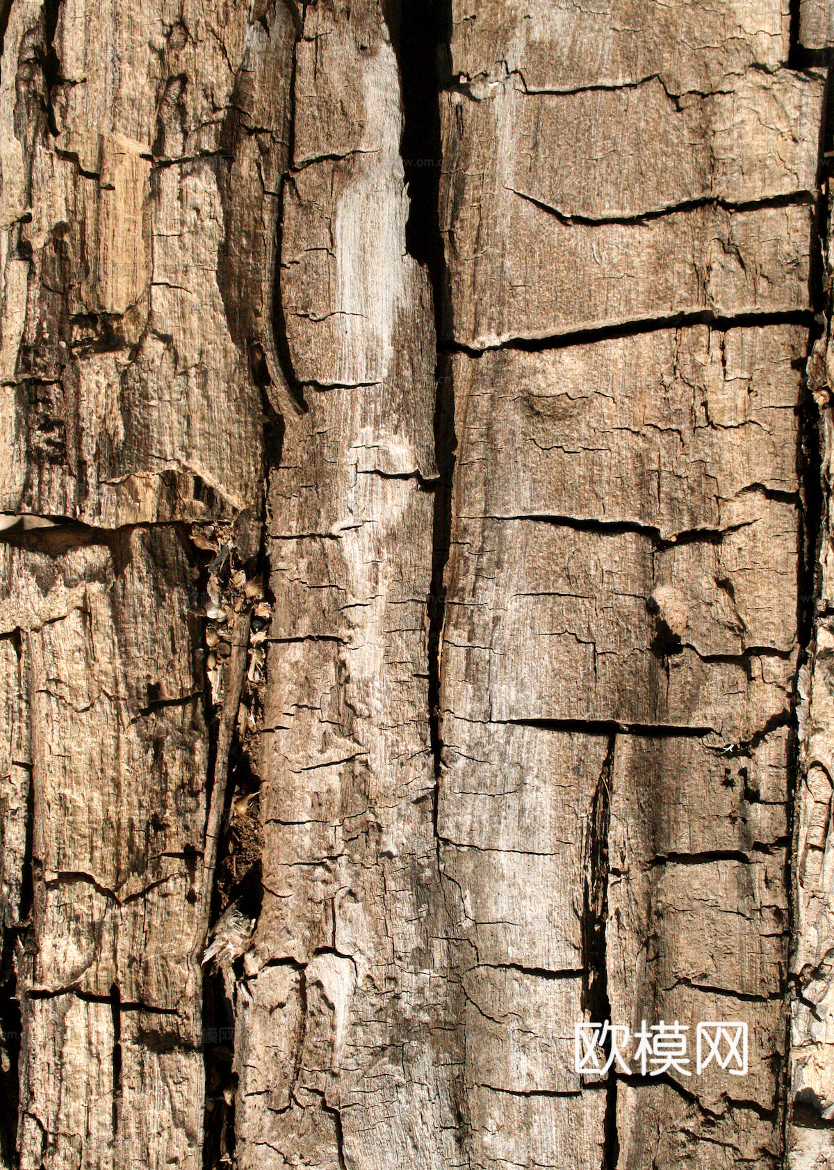 树皮 树干 木头 残旧木纹 木材 木柴 树枝