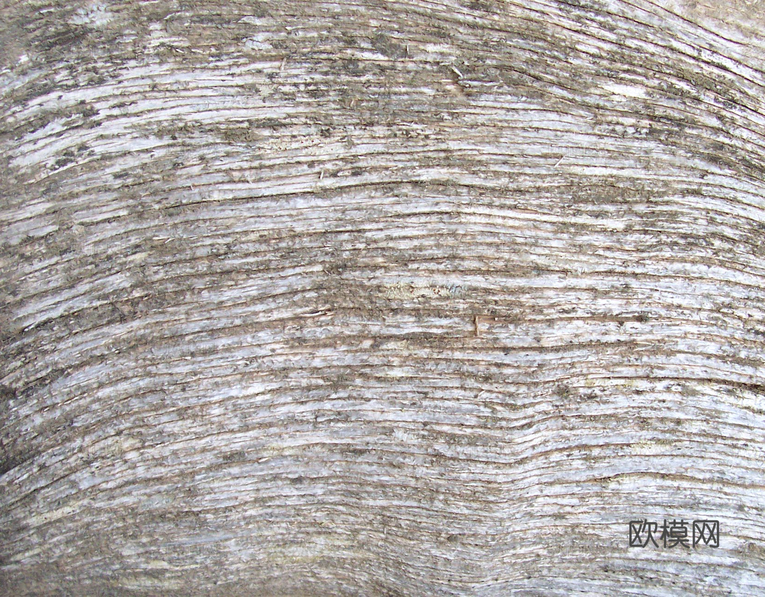 树皮 树干 木头 残旧木纹 木材 木柴 树枝下载