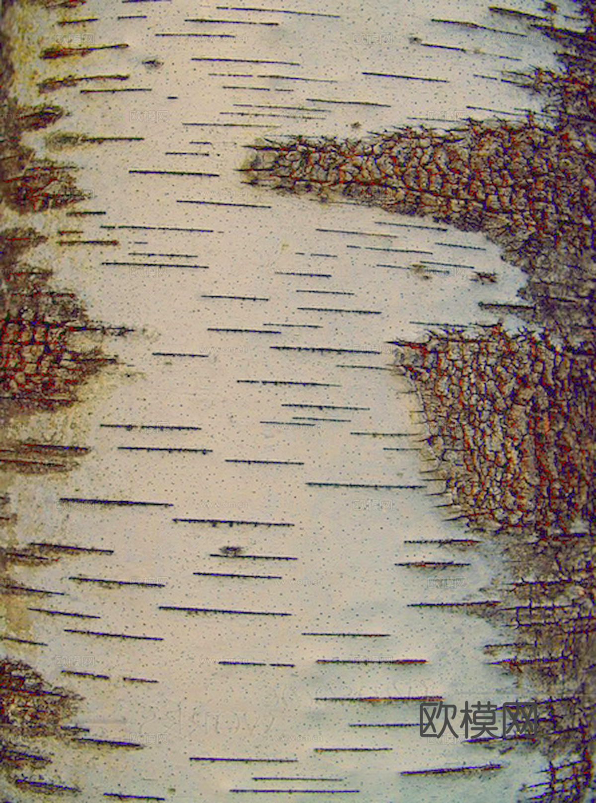 树皮 树干 木头 残旧木纹 木材 木柴 树枝 木柴 树根下载