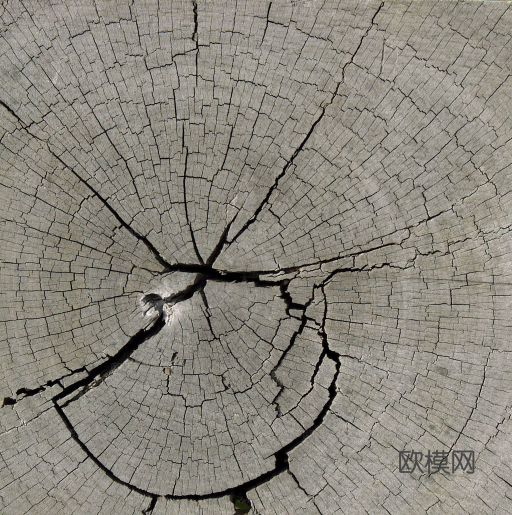 树木 年轮 木桩 树干 木头 残旧木纹 木材  干木柴 树根下载