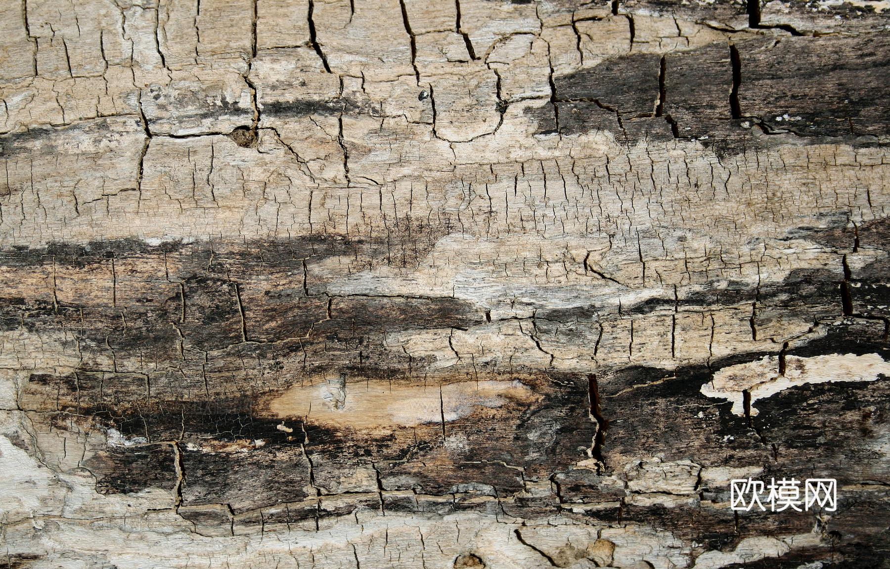 树皮 树干 木头 残旧木纹 木柴 树枝