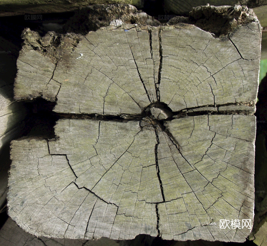 树木 年轮 木桩 树干 木头 残旧木纹 木材  干木柴 树根下载