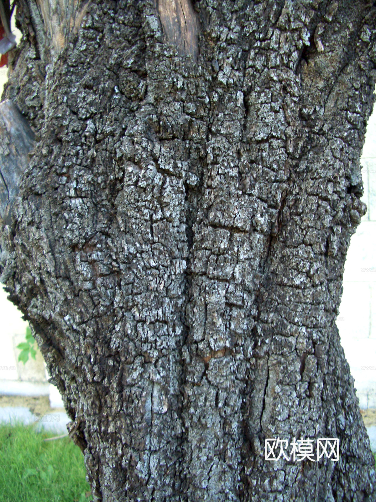 树皮 树干 木头 残旧木纹 木材 木柴 树枝下载