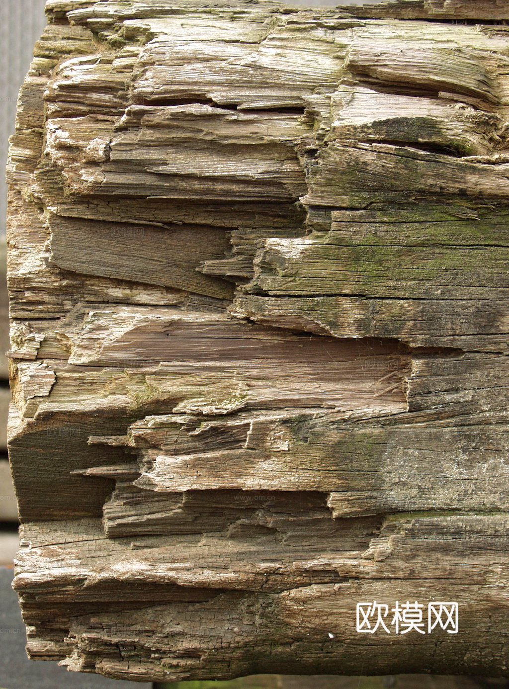 树木 年轮 木桩 树干 木头 残旧木纹 木材  干木柴 树根下载