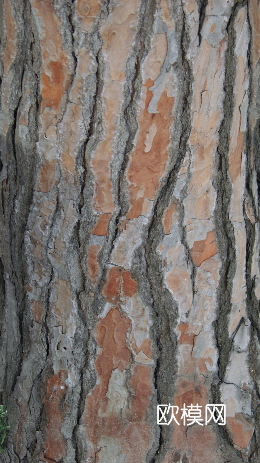 树皮 树干 木头 残旧木纹 木材 木柴 树枝 木柴 树根下载